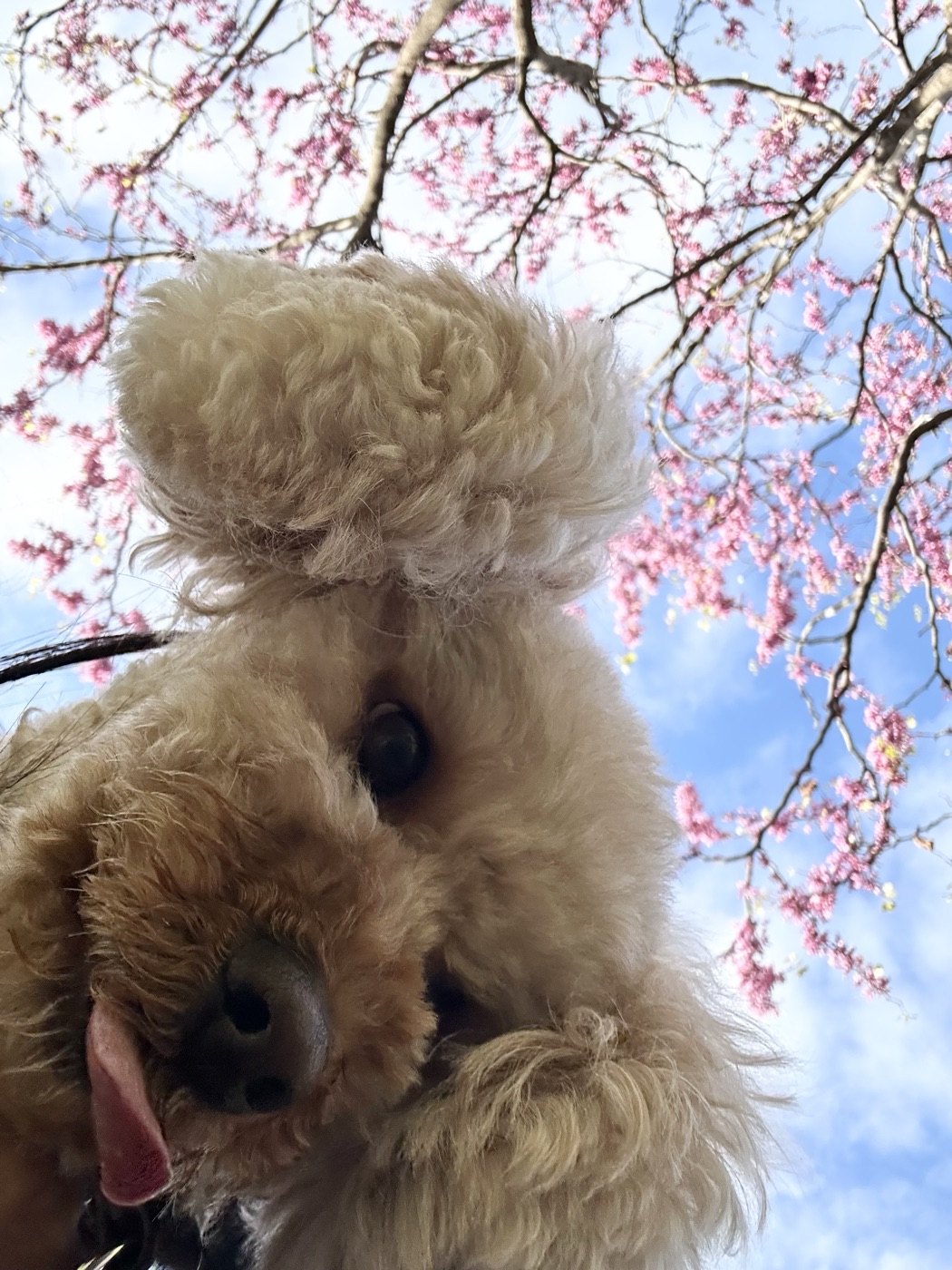 tiny dog fresh haircut