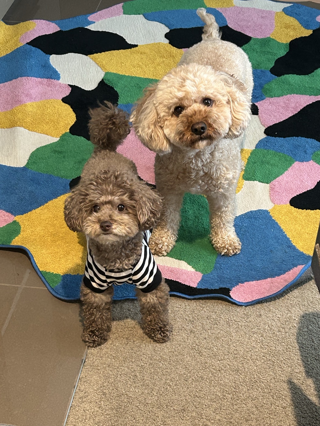 Puppy Trim groom