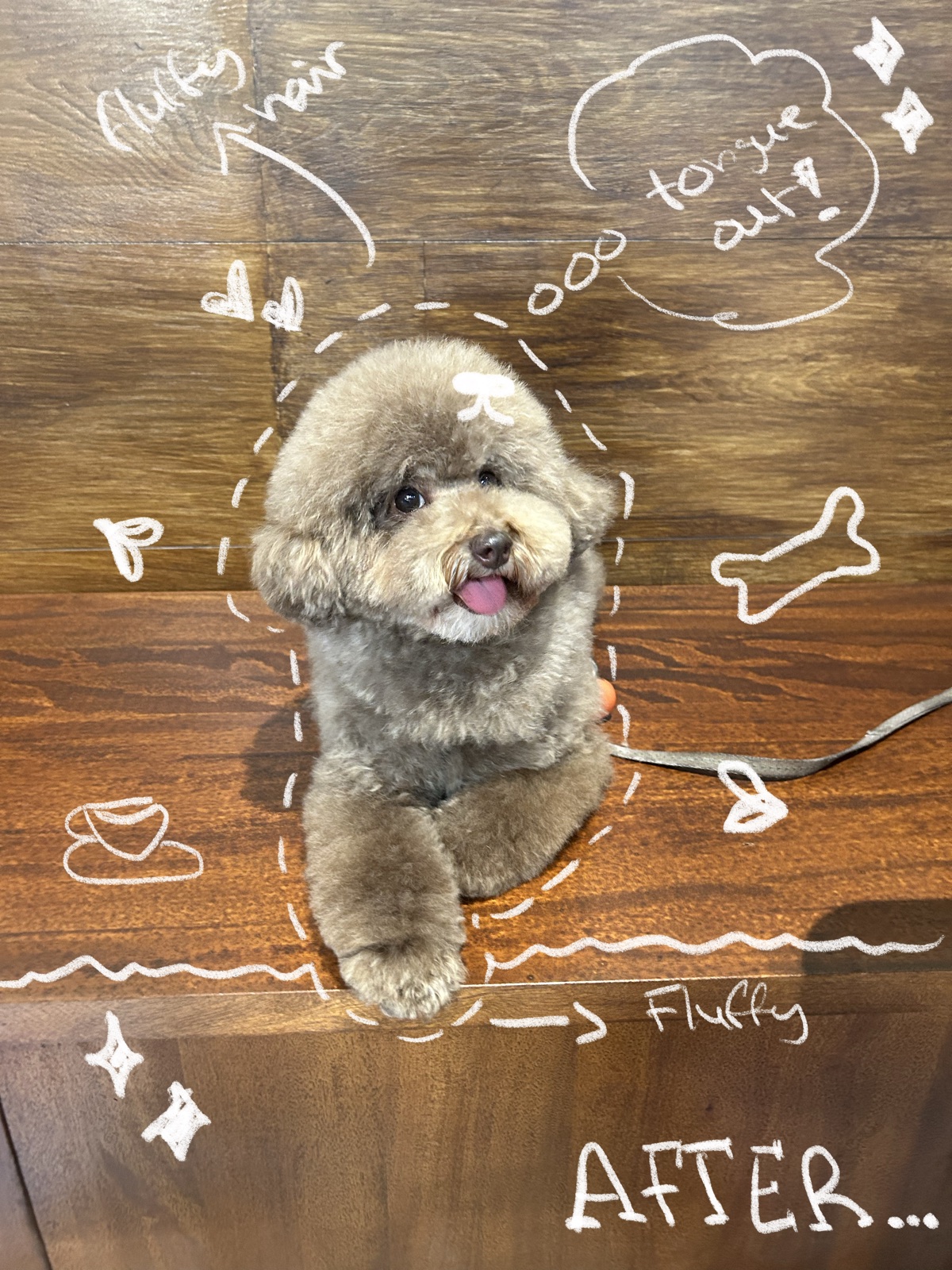 Fluffy toy poodle after a studio groom