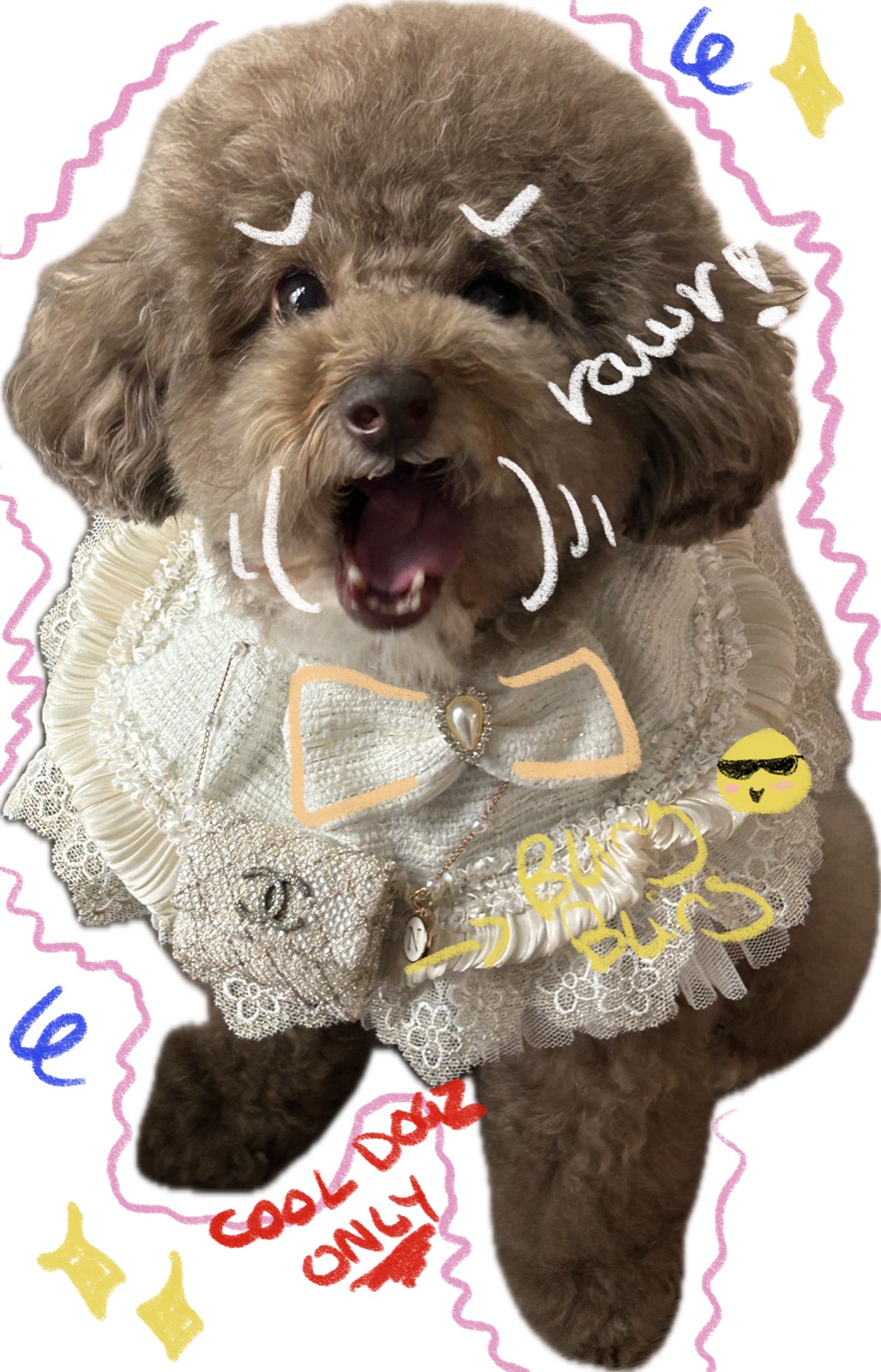 toy poodle in a lace dress, styled and accessorised