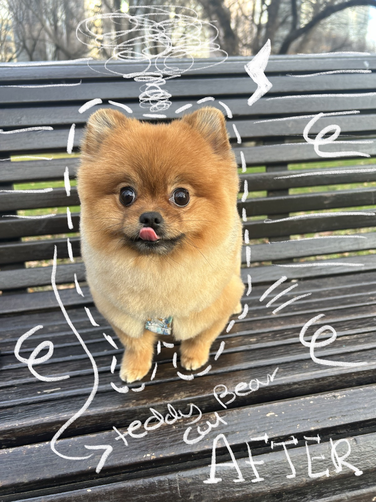 Pomeranian with a fresh teddy bear cut on a park bench