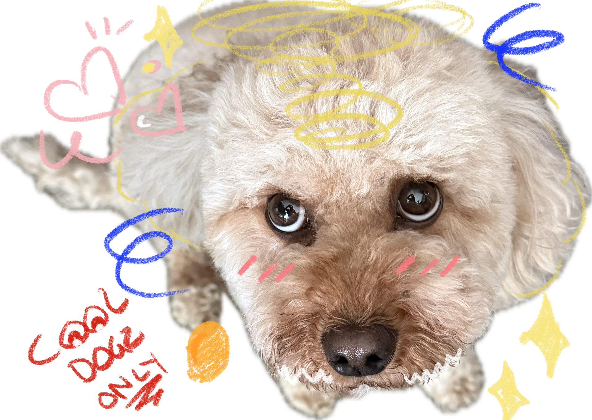 Cool Dogz Only mascot — a doodled poodle headshot with hand-drawn scribbles