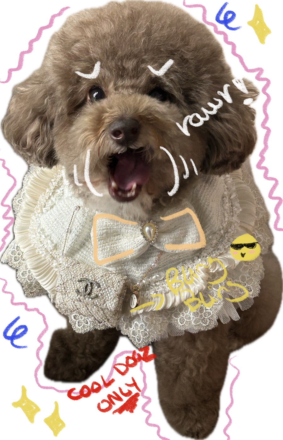 Cool Dogz Only studio mascot — a fluffy poodle in a lace dress